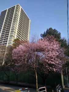 2020桜